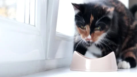 Cat eats from a bowl . Feeding your pet. Dry food for cats. Pets. The cat is Stock Footage 144589555