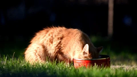 The cat eats from a bowl of granules Stock Footage 95780917