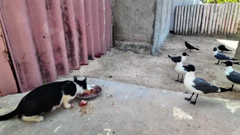 Cat Eats from Bowl as Gulls Watch Nearby in Rustic Outdoor Setting Stock Footage 340899334
