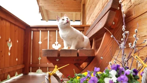 Cat eats bread on a wooden bench.Affectionate domestic cat Stock Footage 245229511