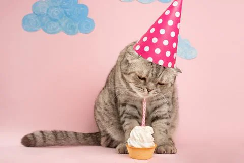 Cat eats cake in the cap. Concept birthday and holiday Stock-Fotos