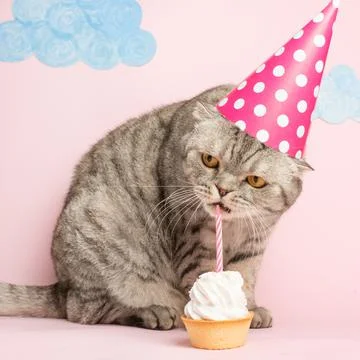 Cat eats cake in the cap. Concept birthday and holiday Stock Photos