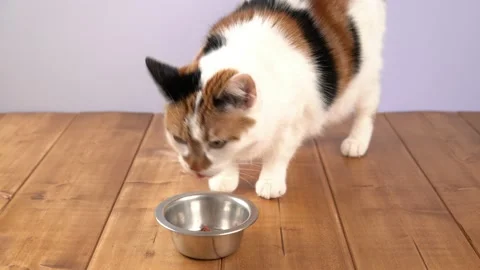 Cat eats the cat food from stainless steel bowl. Stock Footage 170443205