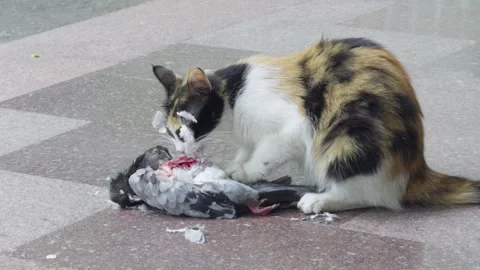 A cat eats a caught pigeon on the street, showcasing its predatory instinct Stock Footage 309850115