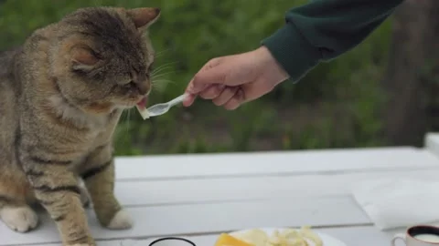 Cat eats cheese sitting on the table Stock Footage 197410520