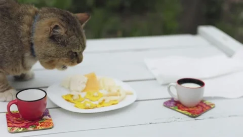 Cat eats cheese sitting on the table Stock Footage 197592486