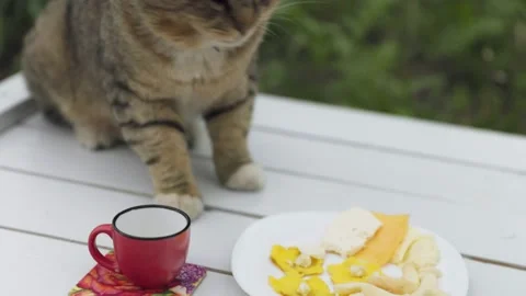 Cat eats cheese sitting on the table Stock Footage 200727980
