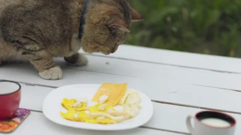 Cat eats cheese from the table Stock Footage 202247570