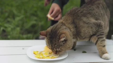 Cat eats cheese from the table Stock-Footage 203872232
