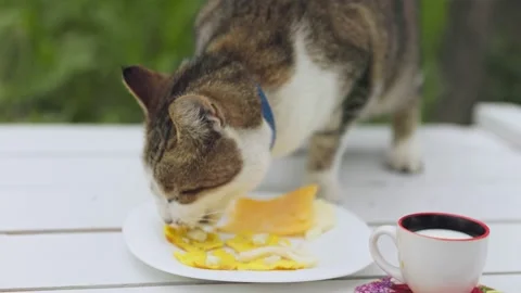 Cat eats cheese from the table Stock Footage 206325434