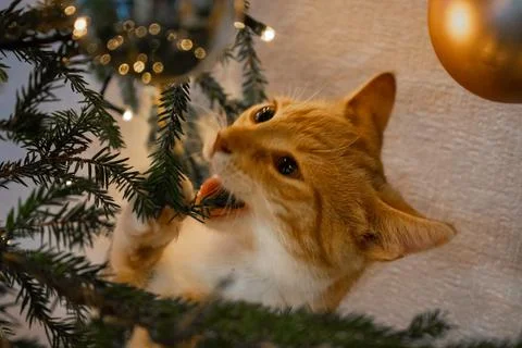 The cat eats Christmas tree needles. What to do with a Christmas tree and a c Stock Photos