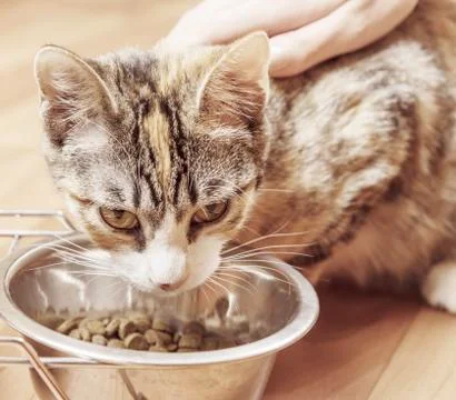 Cat eats, close-up Stock Photos