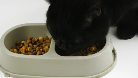 The cat eats a Cup of dry food.A bowl full of dry food.Close-up. Video stock 131175896