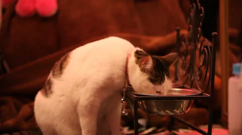Cat eats drinks water Stock Footage 36134214