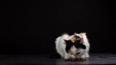 Cat eats dry food on black background Stock Footage 120134779