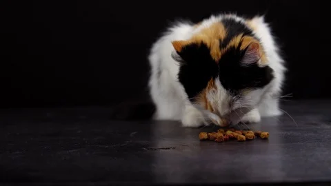 Cat eats dry food on black background Stock Footage 120332167