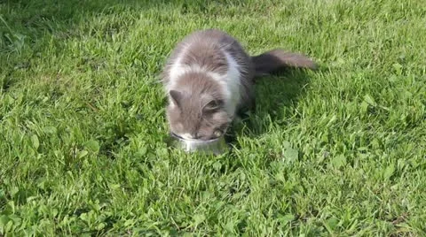 Cat eats a dry food Stock Footage 12062265