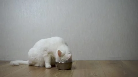 The cat eats dry food Stock Footage 168685920