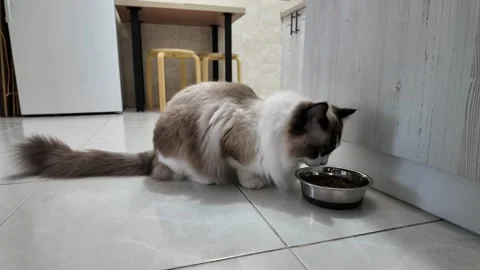 The cat eats dry food. Stock Footage 308732581