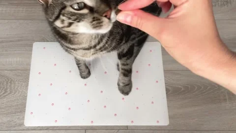 The cat eats dry food from the hands Stock Footage 244255378