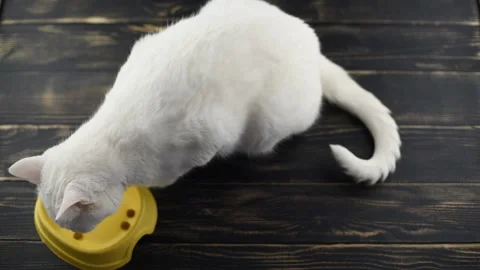 A cat eats dry food, kitket or whiskas from a bowl. Stock Footage 138804273