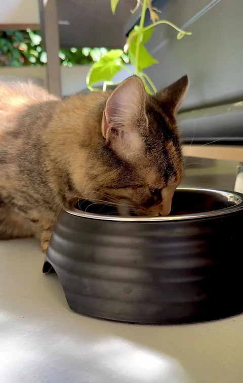 Cat eats dry food from a metal cup Stock Footage 248124703