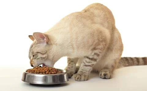 Cat eats dry food. Stock Photos