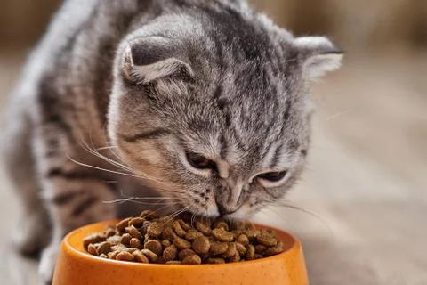 The cat eats dry food. Stock Photos