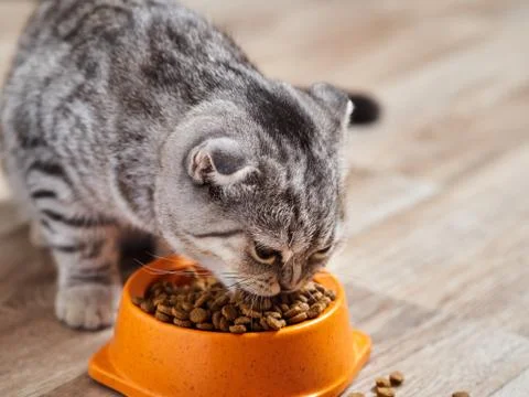 The cat eats dry food. Stock Photos