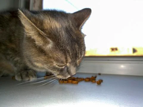 Cat eats dry food Stock Photos