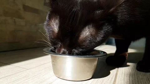 The cat eats dry food from the plate 動画素材 90030790