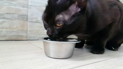 Cat eats dry food from a plate Burmese Stock Footage 90031166