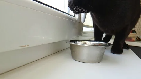 The cat eats dry food on the windowsill, slow motion Stock Footage 88059764