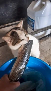 Cat eats fish from a bucket. Fish catch for cat. Stock Photos
