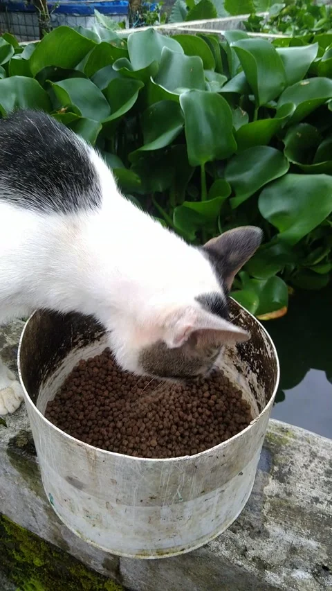 Cat eats fish food Stock Footage 222053695