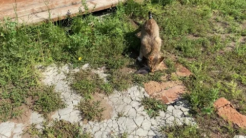 Cat eats fish 스톡 동영상 205170106