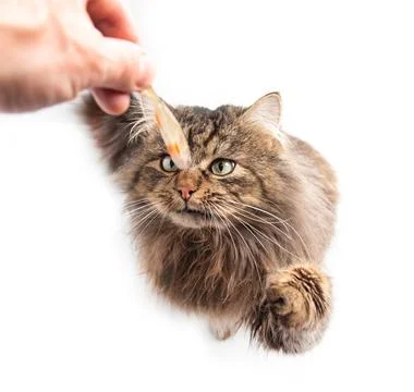 Cat eats fish n white background Stock Photos