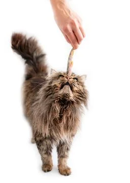 Cat eats fish n white background Stock Photos