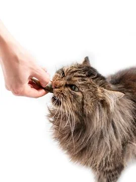 Cat eats fish n white background Stock Photos