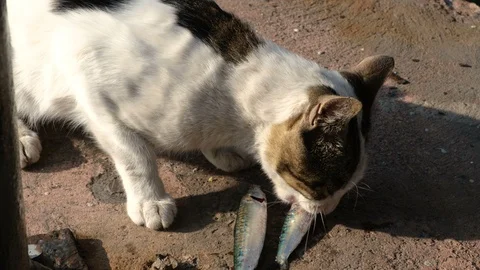 Cat eats fish on the street Vídeos de archivo 121710580
