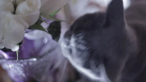 Cat eats flowers Stock Footage
