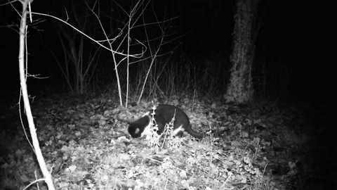 Cat eats food and watch around in the night. Black and white domestic cat. Stock Footage 70776392
