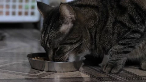 The cat eats food from a bowl, close-up. Stock Footage 237739450