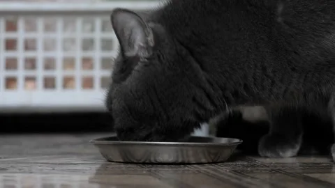The cat eats food from a bowl, close-up. Stock Footage 237739452