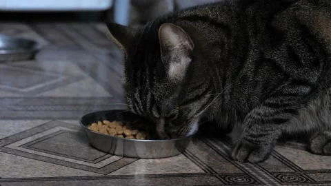 The cat eats food from a bowl, close-up. Stock Footage 237739454