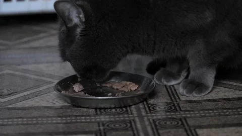 The cat eats food from a bowl, close-up. Stock Footage 237739455