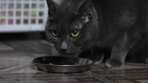 The cat eats food from a bowl, close-up. Stock Footage 237739456