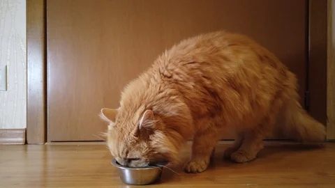 Cat eats food from a bowl Stock Footage 114555155