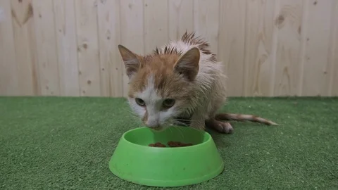 Cat eats food from a bowl Stock Footage 119044626