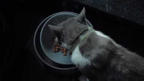 A Cat eats food from the bowl    Video stock 220143496